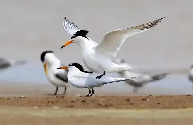 近百只极危鸟类停留胶州湾的原因是什么呢?