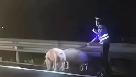 交警高速赶猪!广东惠州40多头猪大闹高速，究竟是什么情况？