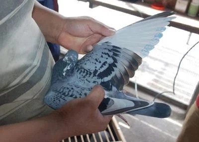 2020年涿州爱亚卡普公棚规程是什么？