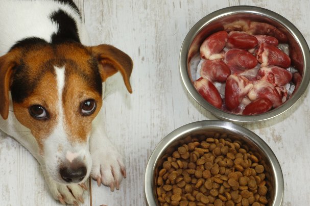 狗狗卡东西怎么办