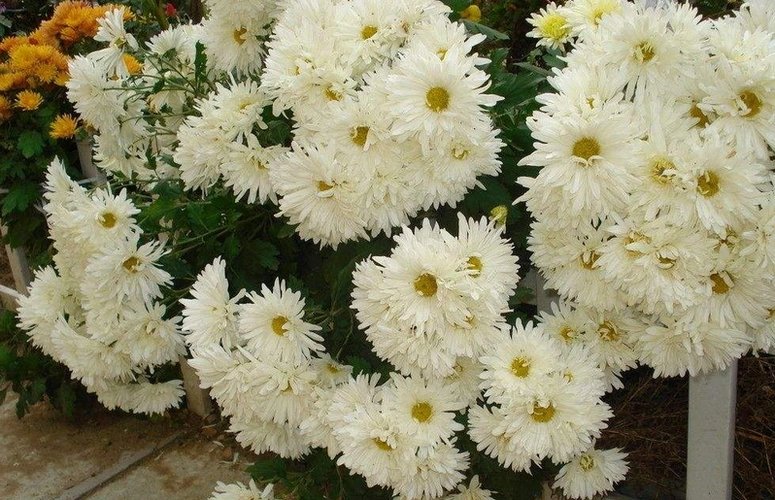 老人去世发朋友圈通知怎么写