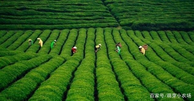 贵州茶叶种植面积居全国第一，为何没有茶叶品牌呢？