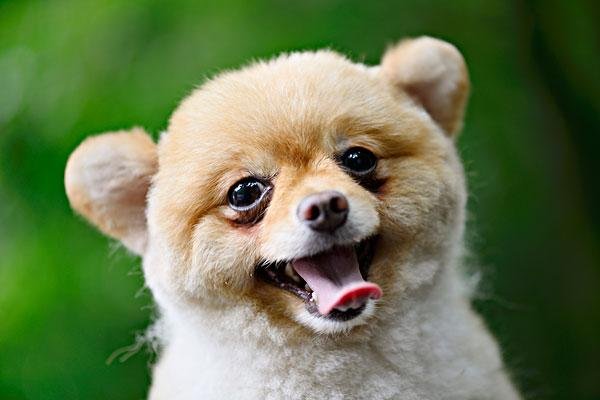 人类喜欢给动物杂交,这种做法是不是缺乏道德伦理?