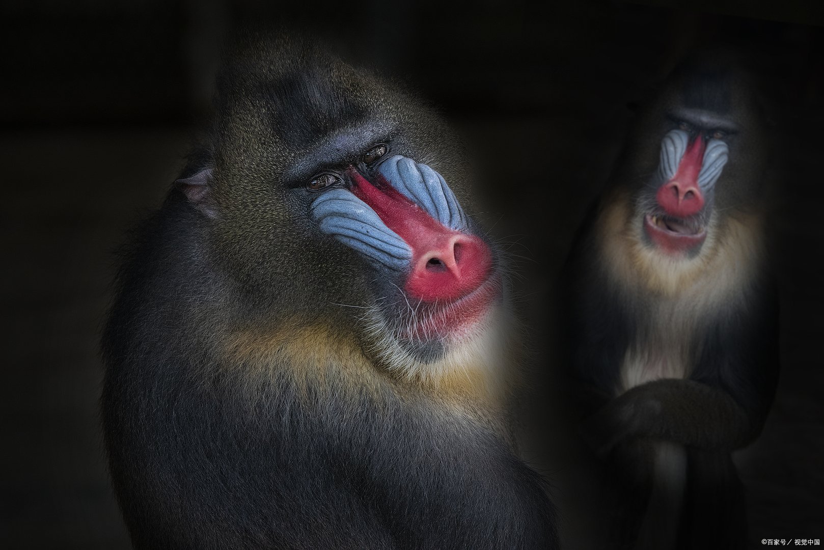 世界上最恐怖的猴子