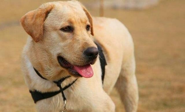 拉布拉多幼犬多少价格