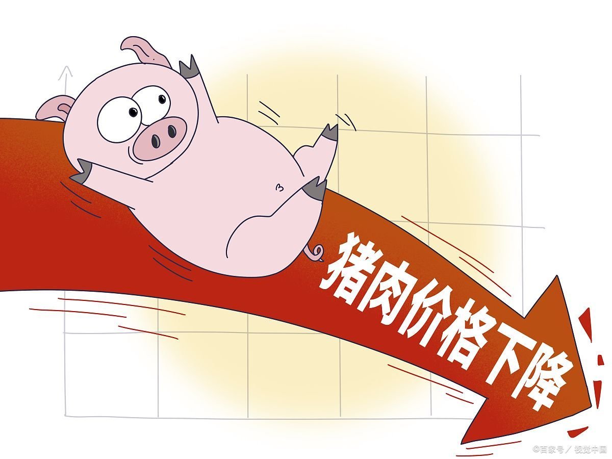 明后十天猪价预测