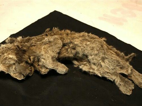 西伯利亚发现4万年前幼狮化石，考古专家对此有何回应？