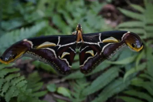 云南惊现两只蛇纹巨型飞蛾，它的外形有何特征？