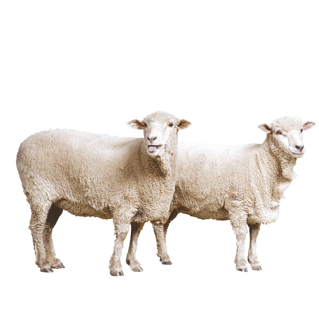 三晋云山皆北向，二陵风雨自东来打一生肖