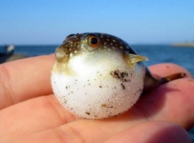 日本批准基因编辑河豚上市销售，与普通河豚有何区别？