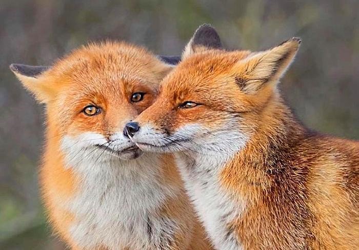 甜蜜的小狐狸中文翻译