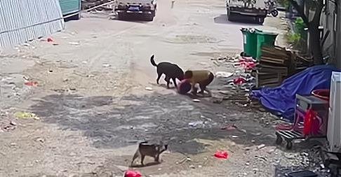 福建老太被恶犬咬死，家属不同意10万赔偿，死者家属的诉求是什么？