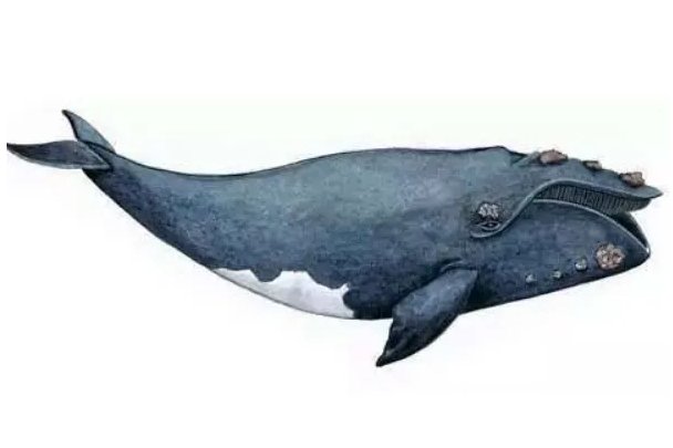 藤壶在鲸鱼身上疼吗