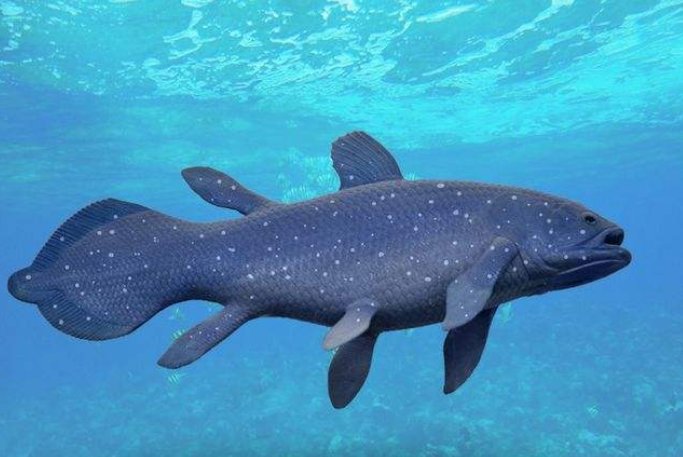 动植物中被称作“活化石”的有哪些？