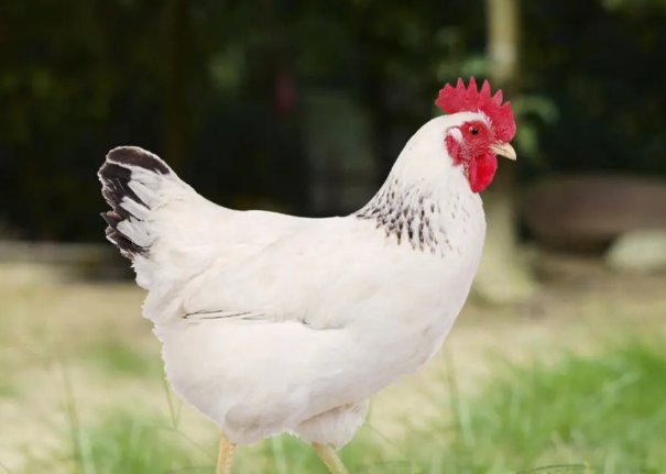 属鸡的今年多大年龄