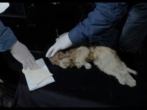 西伯利亚发现4万年前幼狮化石，考古专家对此有何回应？