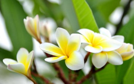 花之歌的主要内容是什么？