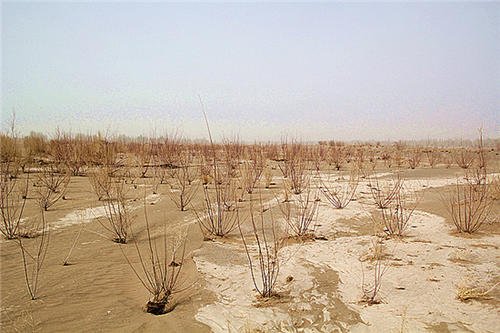 关于敦煌防护林被毁这件事，人民日报是如何评价的？