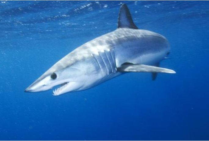 动植物中被称作“活化石”的有哪些？