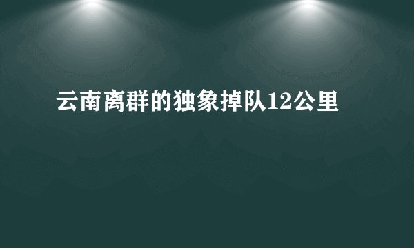 云南离群的独象掉队12公里