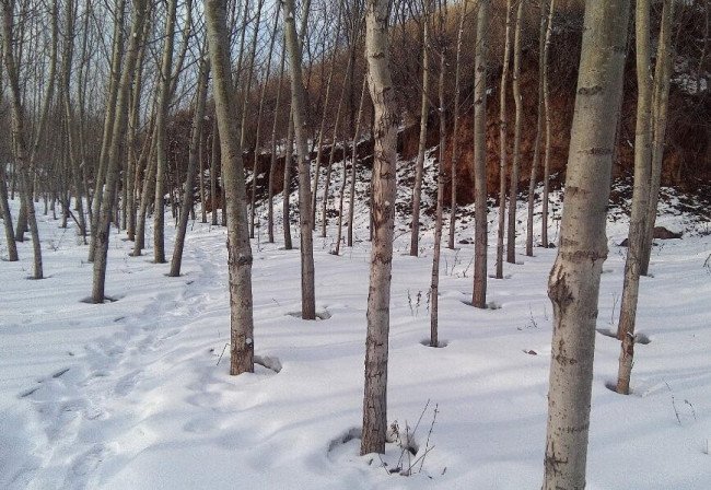 大自然中的十二个为什么？