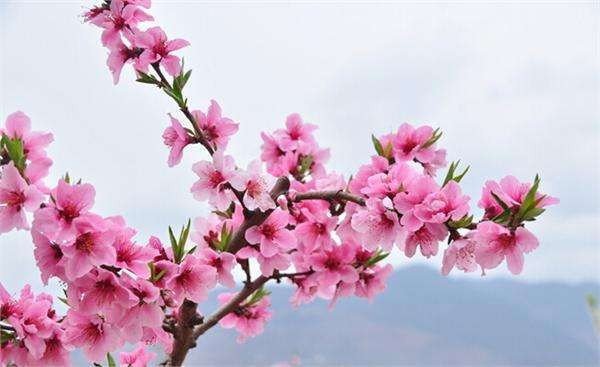 用星期天、玫瑰花、小河边编童话