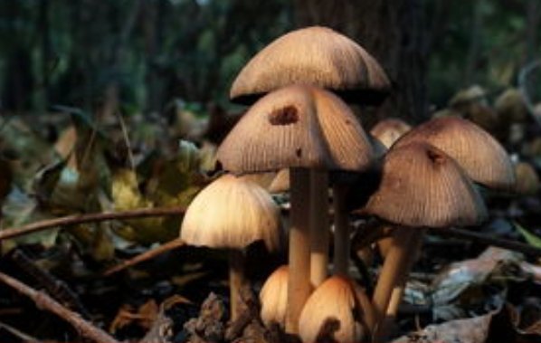 狗尿苔能吃吗？