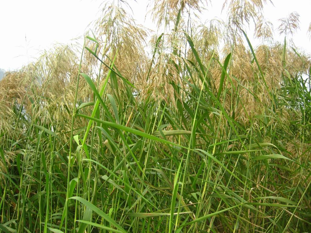 “七月流火,八月萑苇”是什么意思?