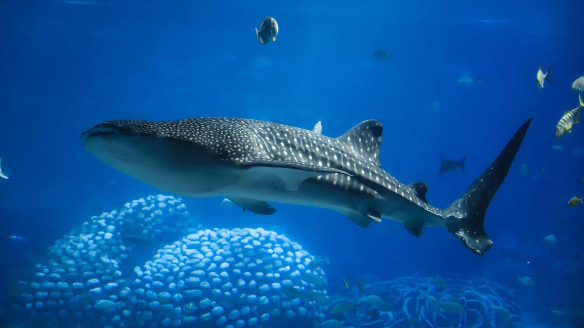 研究人员发现海水中鲸鲨的基因秘密是什么？