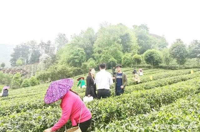 贵州茶叶种植面积居全国第一，为何没有茶叶品牌呢？
