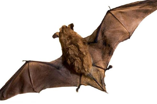 打死蝙蝠的后果