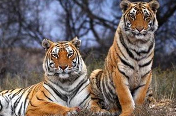 生擒活捉指什么生肖