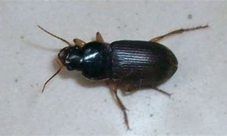 京津冀现不明黑色昆虫，专家对此作何解读？