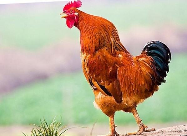 公鸡英语rooster和cock区别是什么？