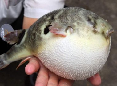 日本批准基因编辑河豚上市销售,与普通河豚有何区别?