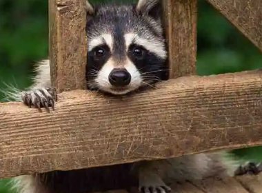 河南一男子走夜路遇蛇被猫拦下,蛇都有哪些天敌?