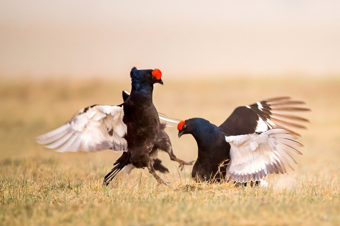 印度男子斗鸡，人被鸡杀了！事发过程到底有多离谱？
