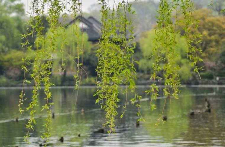 你眼中的春天是什么样子怎么写?