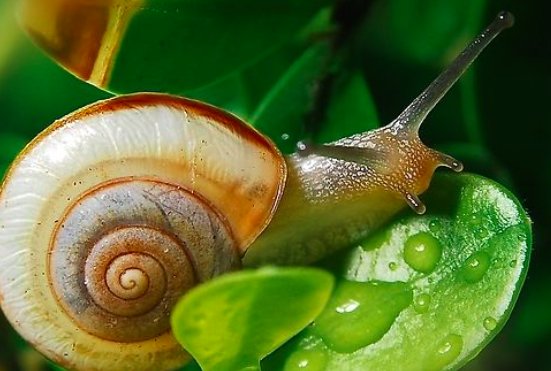 蜗牛是什么动物？