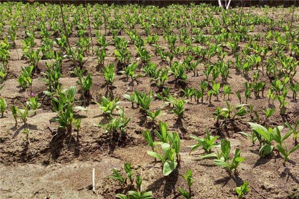 应种尽种，实现一亩地也不撂荒，土地撂荒农民要受处罚吗？