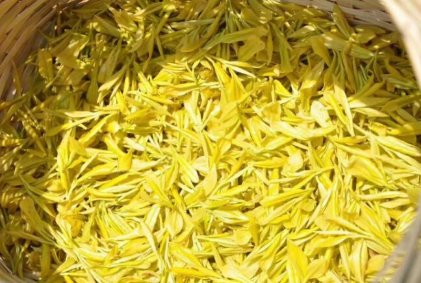 茶黄金是什么东西