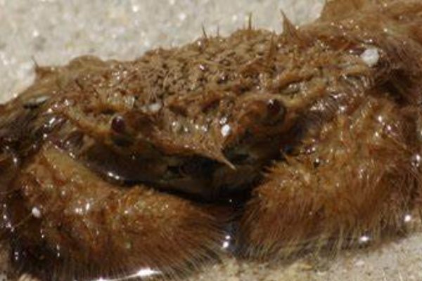 最奇特的七种螃蟹