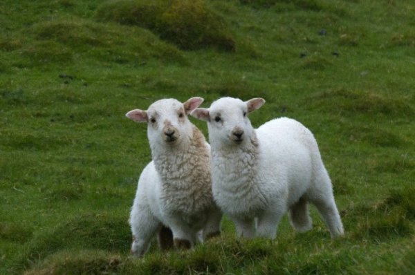 盛延必散打一生肖