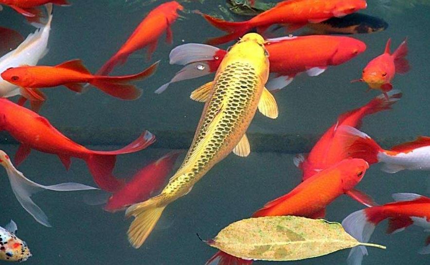 锦鲤代表什么意思？