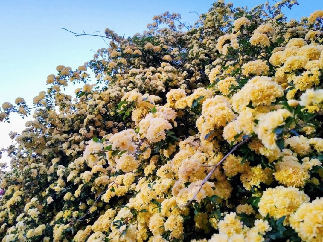 木香花为什么不能种