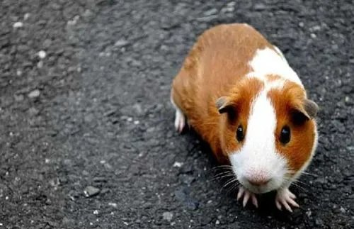 荷兰猪指的是老鼠吗？