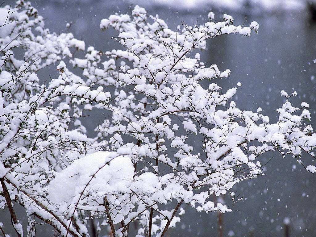 赏析‘忽如一夜春风来 千树万树梨花开’