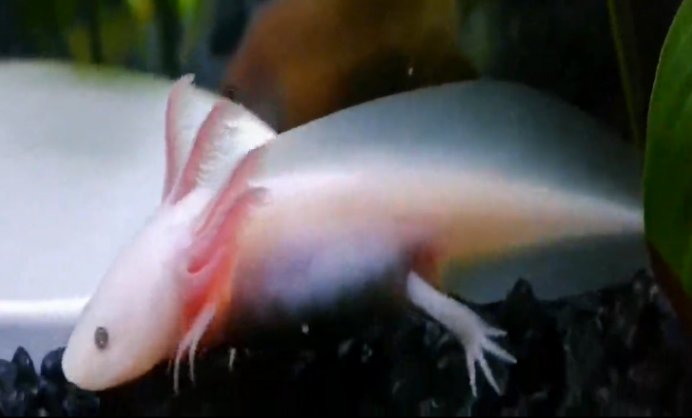 哪种鱼会在水中站立？