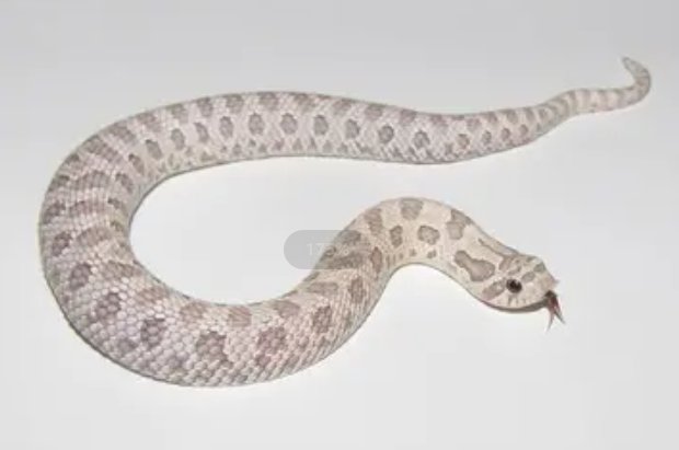 哪些蛇最可爱，最萌啊？