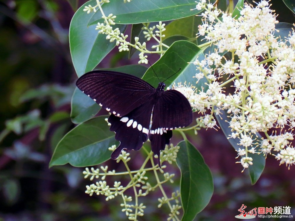 美丽的黑蝴蝶的介绍